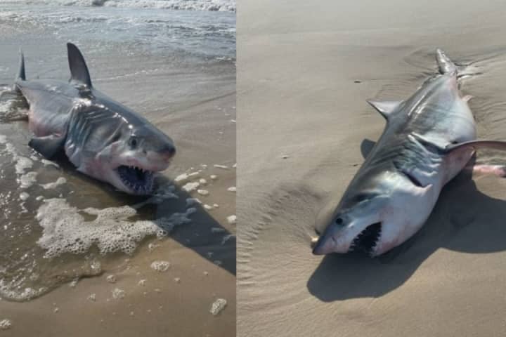 Alert Issued After Dead Shark Washes Up On Beach In Region