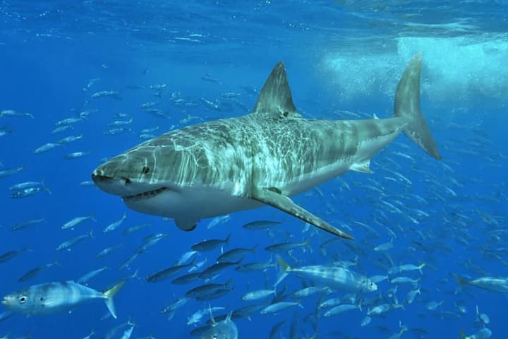 Great White Sharks Heading North As Waters Are Getting Warmer