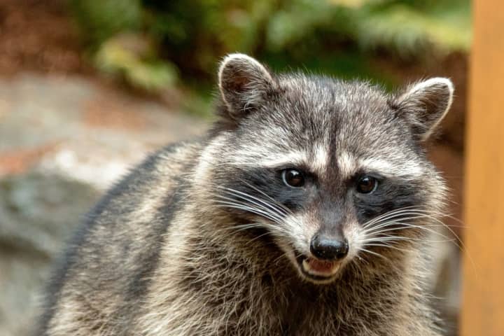 More Rabid Raccoons Found In Boston