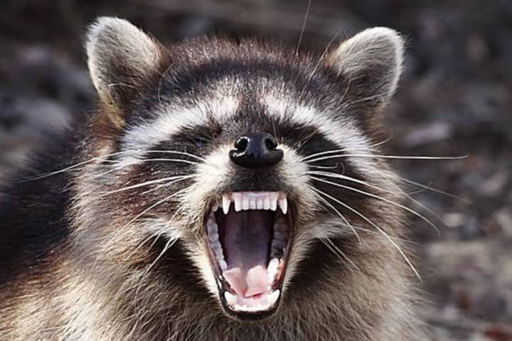 Rabid Raccoon Reportedly Found In Maryland