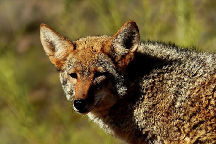 Multiple Coyote Sightings In Westchester: How To Reduce Chances Of Encounters