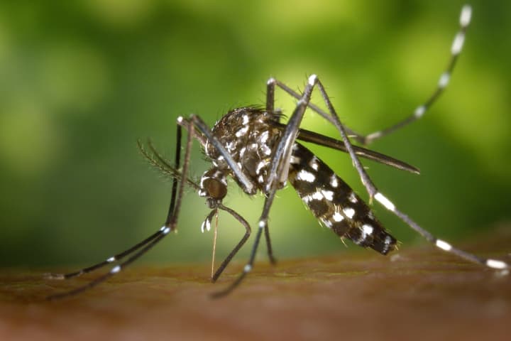 Bergen Has Most West Nile Positive Mosquitos In New Jersey, Passaic Has None