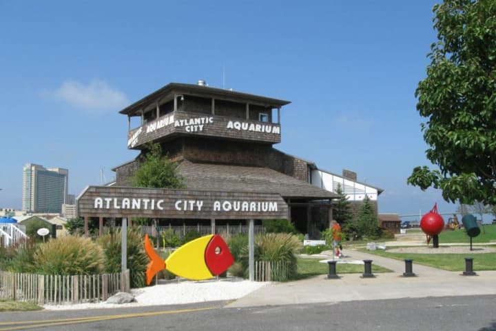 Atlantic City Aquarium Nears Reopening