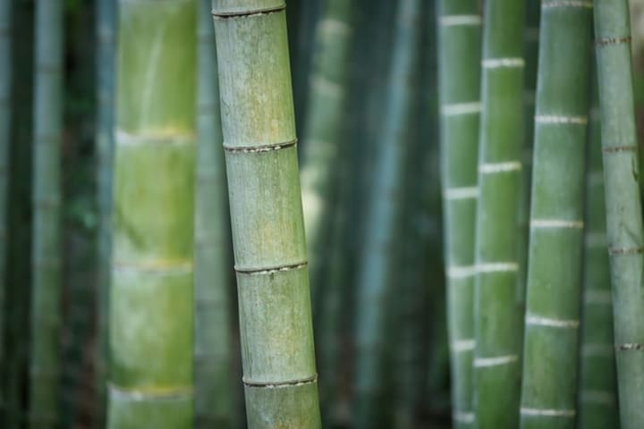 Bamboo Planting Banned In This Westchester Town After Complaints From Residents