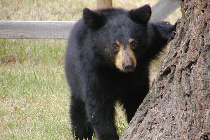 Rabid Bears: Sick Cub Found In Lewisboro, May Be More, Officials Say