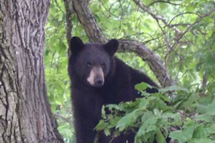 There's A Bear In My Backyard: Easton Police Report Multiple Incidents