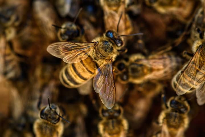 Paterson Student Injured Running From Bees Awarded $85K Settlement