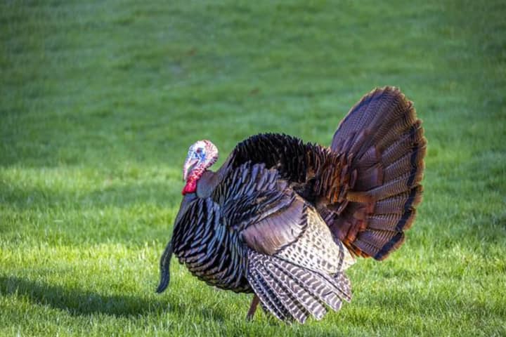Turkey Hunter Triggers South Jersey School 'Shelter In Place'