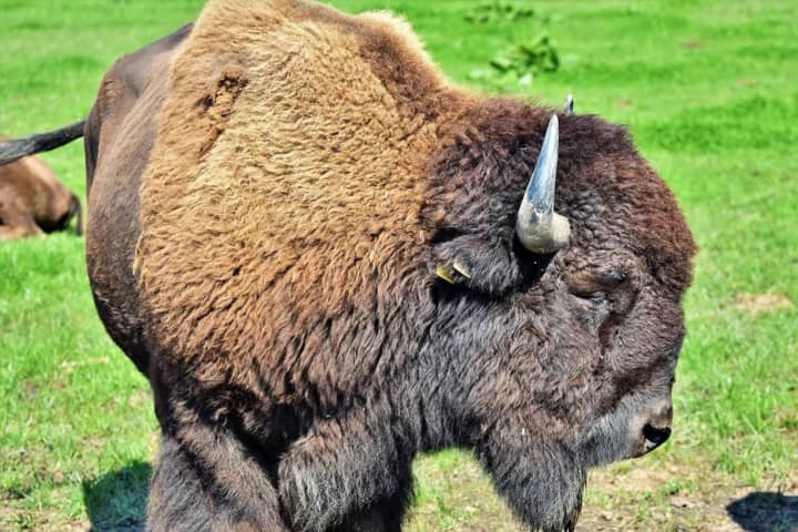 'Bastards' Who Shot Pregnant Buffalo Wanted By PA Farmers Offering $3K (EXCLUSIVE)