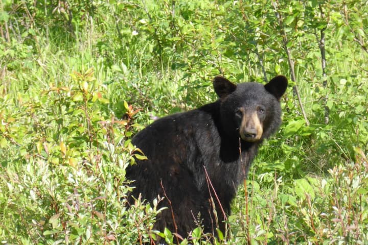 Local, State Authorities Investigating Shooting Of Mother Bear In Fairfield County