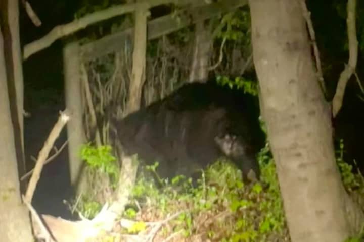 Black Bear Spotted In Upper Makefield