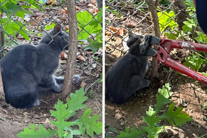 Cat's Outta The...Fence? Feline Rescued On Long Island