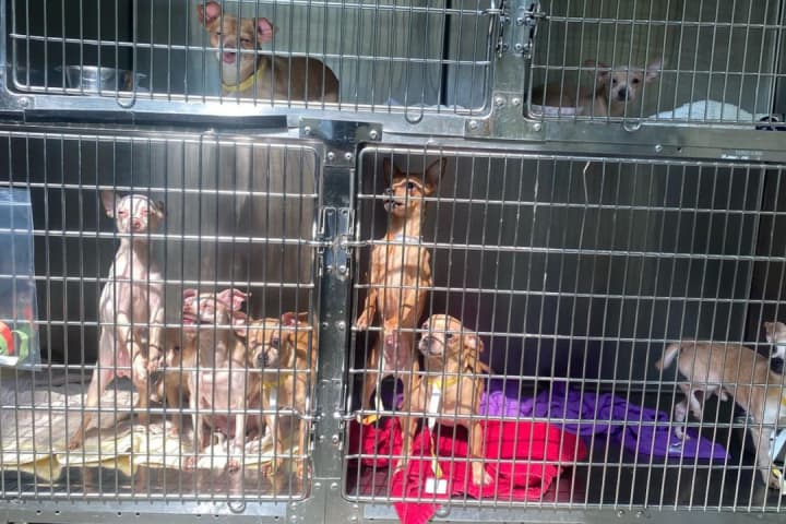 73 Chihuahuas Rescued From Philadelphia Home