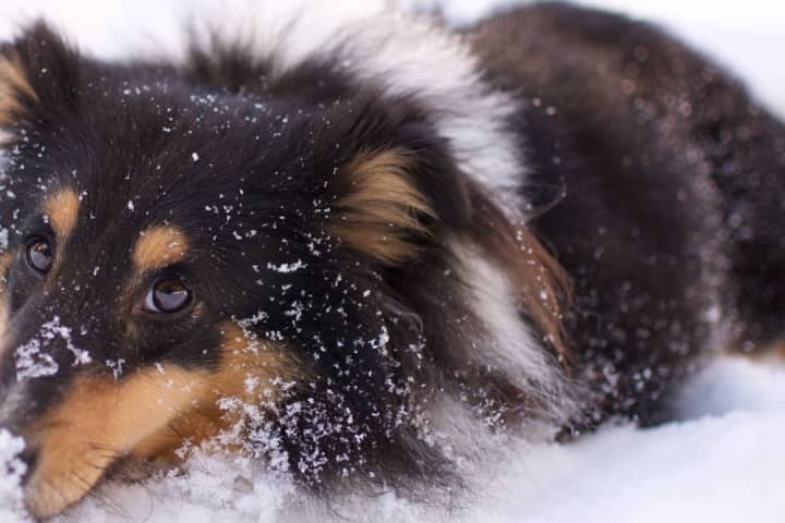 Extreme Cold: 'Code Blue' Warning Reminds Berks Owners To Bring Dogs Inside