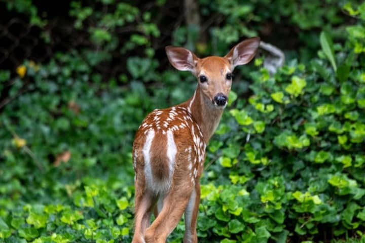 Nearly Half Of White Tail Deer Tested In PA Showed Antibodies For COVID-19