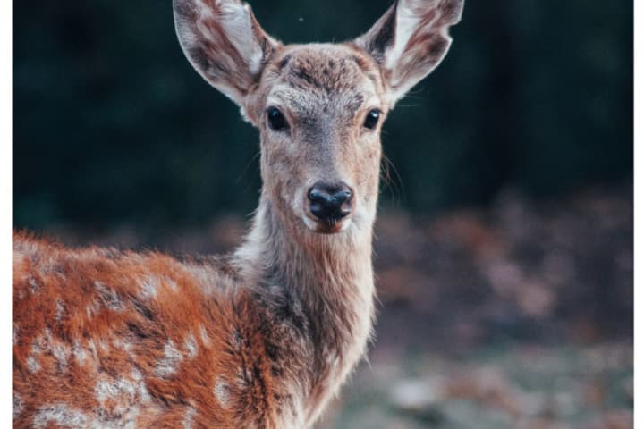 Area Man Admits To Illegally Hunting Deer
