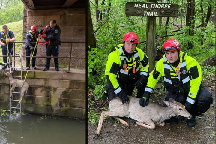 Montco Firefighters Rescue Trapped Deer From Schuylkill Canal
