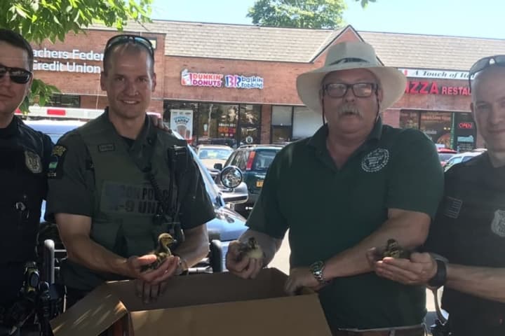 Ducklings Stuck In Storm Drain Rescued In Amityville