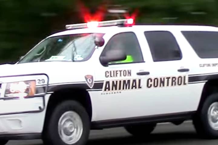 Child Bitten On Cheek, Adult On Arm By Dog In Clifton