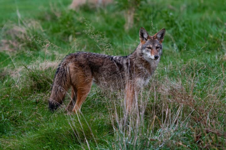 Rare Coyote Warning Issued In Nassau County