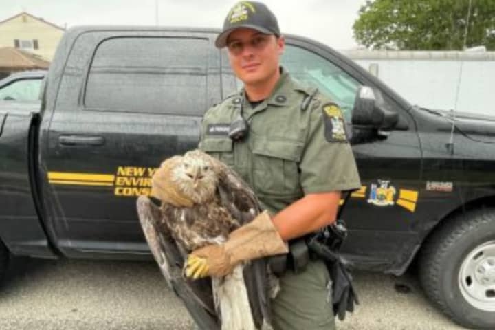 Bald Eagle Euthanized After Being Struck By Car On Long Island