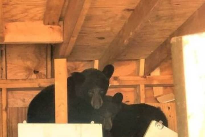 Black Bears Stuck In Sullivan County Shed Rescued By Troopers, DEC Officers