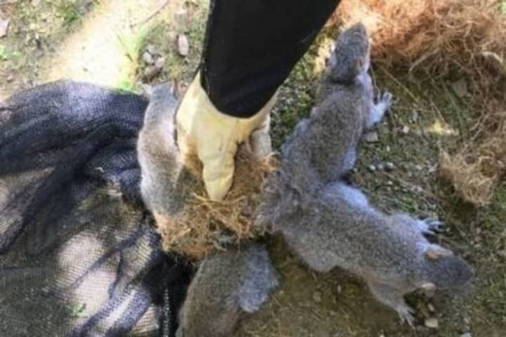 Four Baby Squirrels Rescued After Tails Found Stuck Together In Dutchess