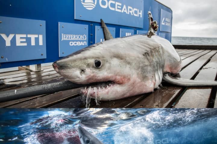 Sharks Tracked Days Apart Along Jersey Shore 'Seem To Be Buddies,' Scientist Says