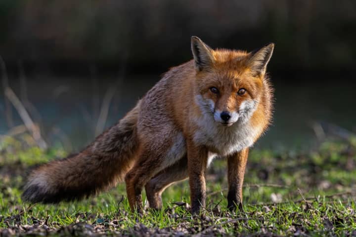 Rabid Fox Wreaks 'Double Trouble' At NJ State Park
