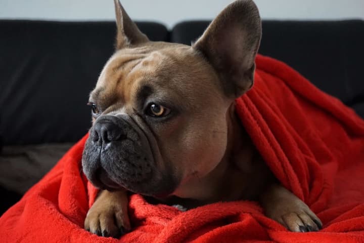 Investigation Underway After 7 French Bulldogs Stolen From Shirley Property