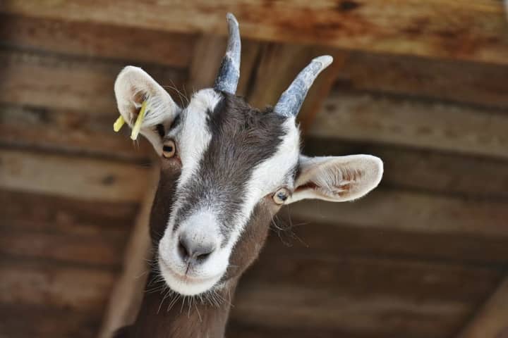 Goat Causes Temporary Closure Of Pennsylvania Turnpike In Harrisburg