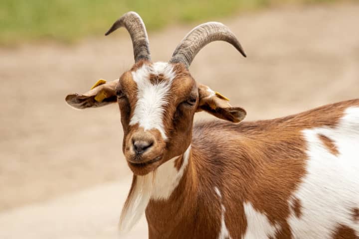 At Least 15 Goats Run 'At Large' In Area: Police