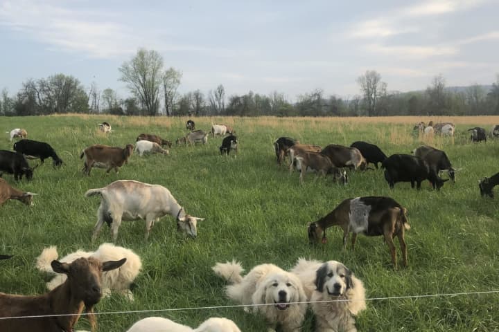 Virginia Farm Responds To E. Coli Outbreak Allegedly Linked To Baby Goats