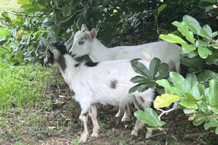 On The 'Lamb'? Owners Of Stray Goats Sought In Bucks County