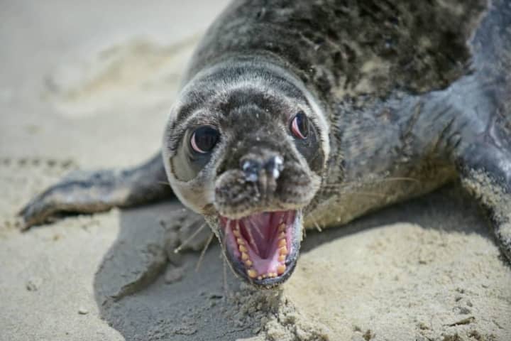 'Stay Away From Seals': Organization Pleads With Jersey Shore Beach Goers