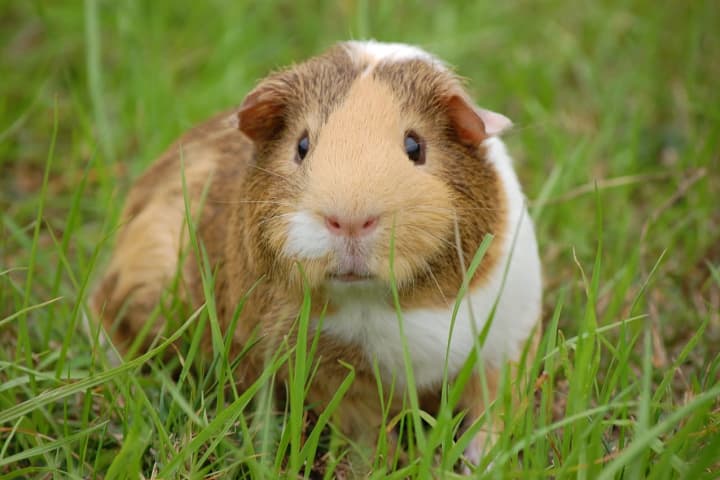 Fight Over Pet Guinea Pig Leads Roommates To Assault Each Other In Mahopac: Police