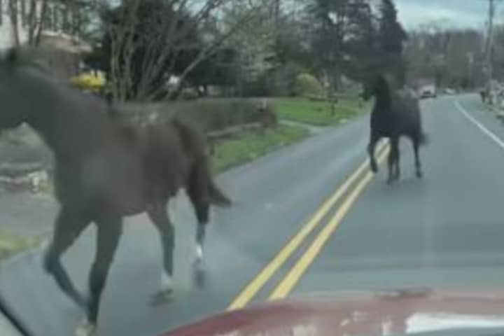 Escaped Horses Lead Police In 'Slow Pursuit' In Bucks County