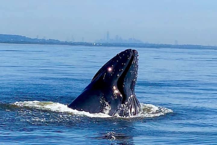 Humpback Whale Makes Big City Splash In NY Harbor