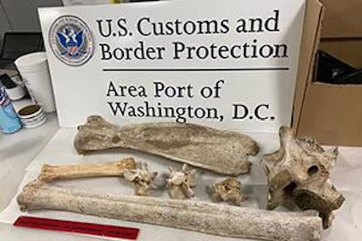 Bones Of Giraffe, Zebra Seized From Traveler's Bag At Dulles Airport After Africa Trip