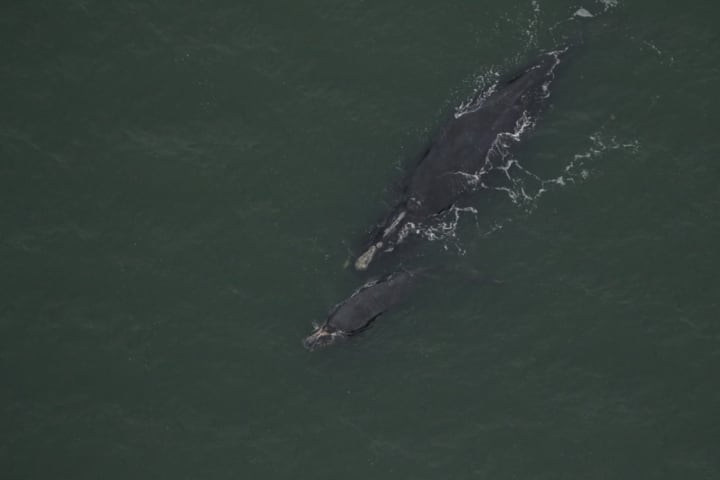Body Of Mother Whale Struck By Boat Found Off VA Coast, Calf Unlikely To Survive: NOAA