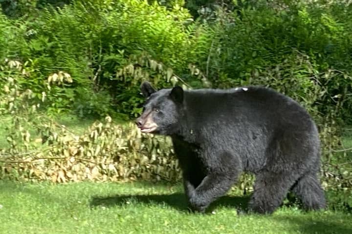That's A Big Bear: Check Photos Of Sighting Near Ridgefield Border