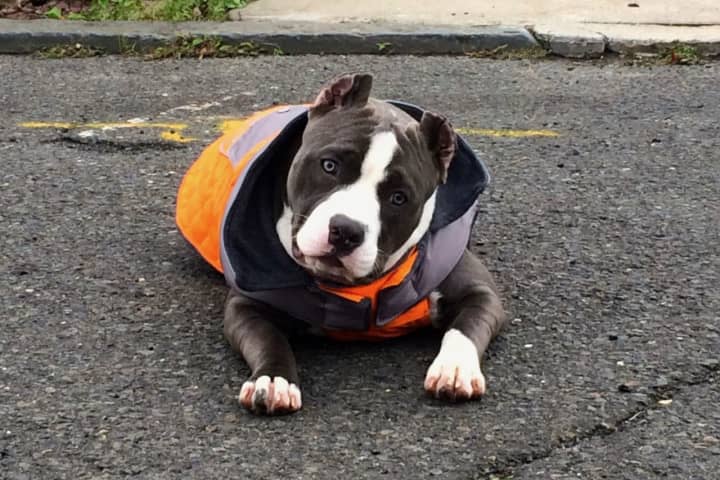 First ResPAWnders: American Bully From Lyndhurst Follows Sign Language Commands