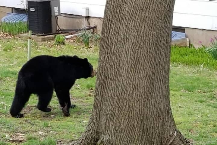 PHOTOS: Black Bear Climbs Into Paramus Tree After Brief Chase