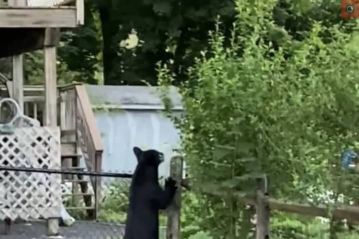 Bear Spotted At Mount Kisco Condo Complex Before Climbing Fence