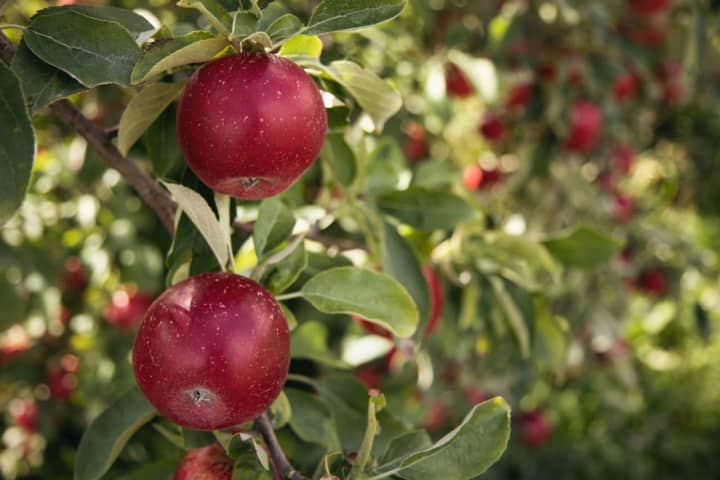 This Pennsylvania Orchard Was Named Among Best Places To Go Apple Picking In US