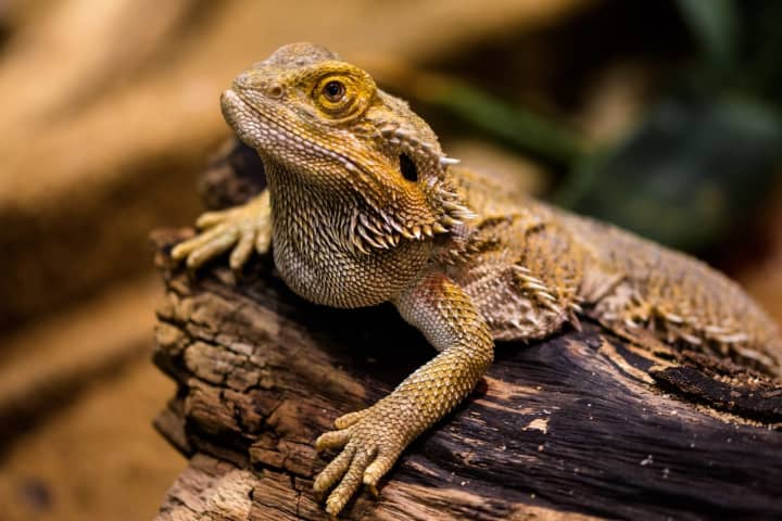 Salmonella Outbreak In Bearded Dragons Sickens PA, NJ Residents: Reports