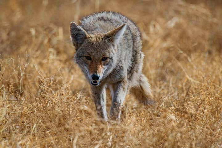 Coyotes Chase Man, His Dog In East Longmeadow: Police