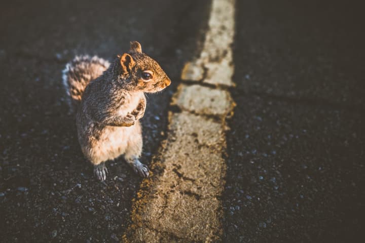 Motorcyclist Avoiding Squirrel Dies 10 Days After Central PA Crash: Police
