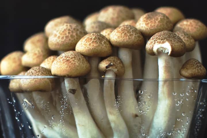 Illegal 'Magic' Mushrooms Turn Up In NJ Police Stop, Authorities Say