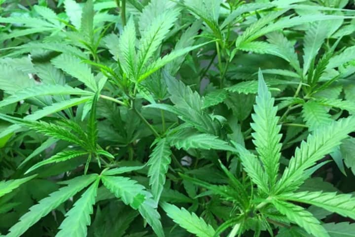 Montauk Man Accused Of Growing Marijuana Plants On His Property